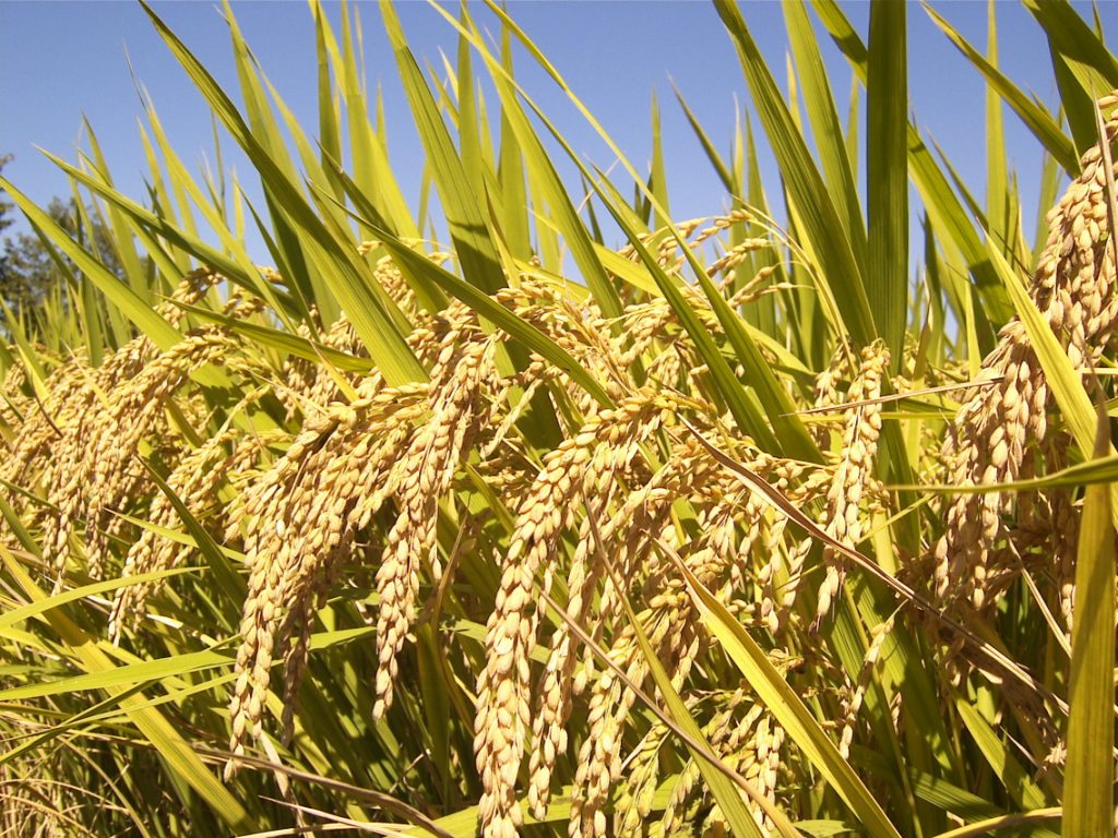 Rice Farming Through the Ages: Tools and Techniques Shaping Our World