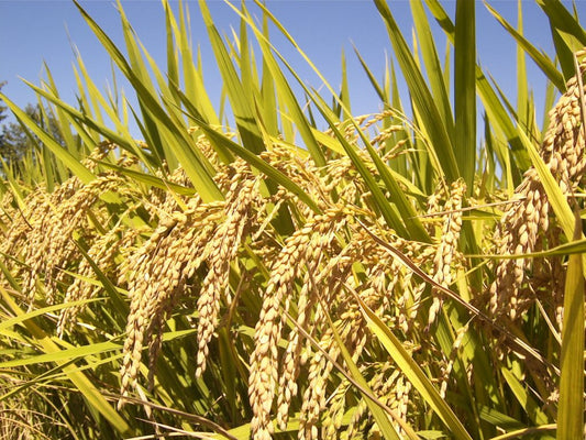 Rice Farming Through the Ages: Tools and Techniques Shaping Our World